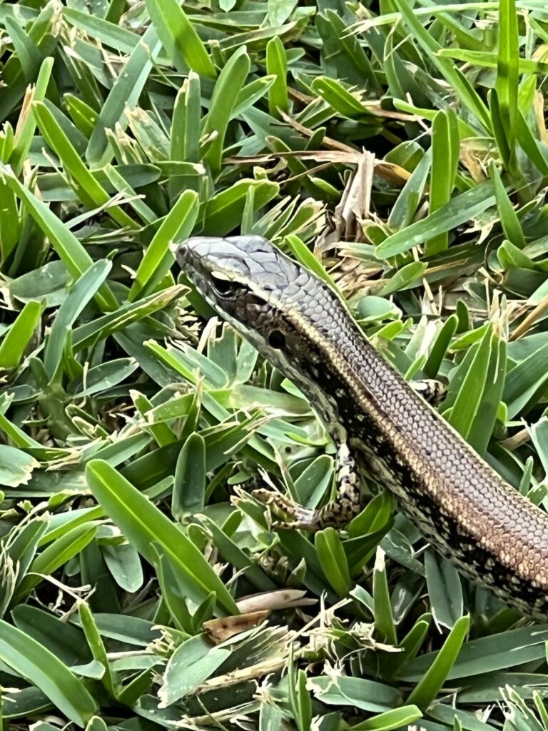 A small lizard walks across the grass
